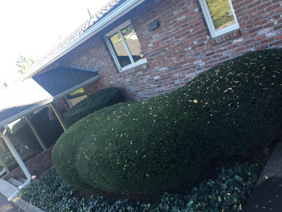 Landscaping project 49