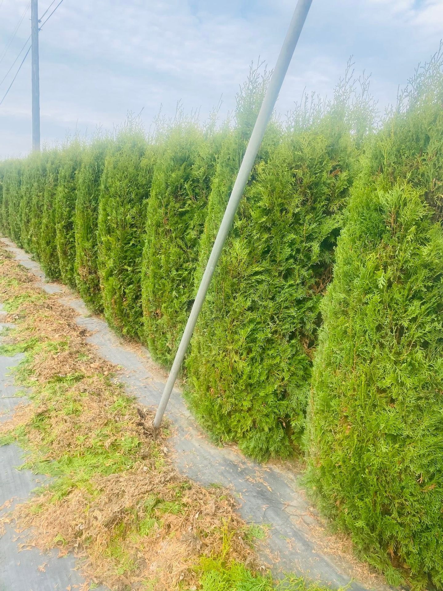 Landscaping project 73
